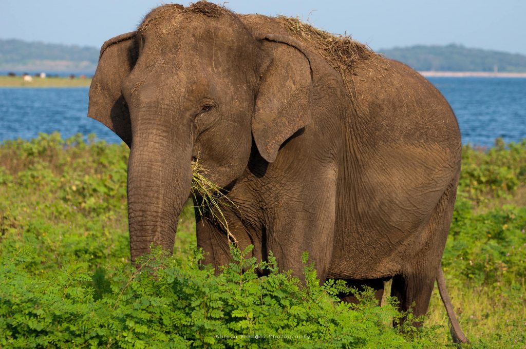 Pregnant elephant