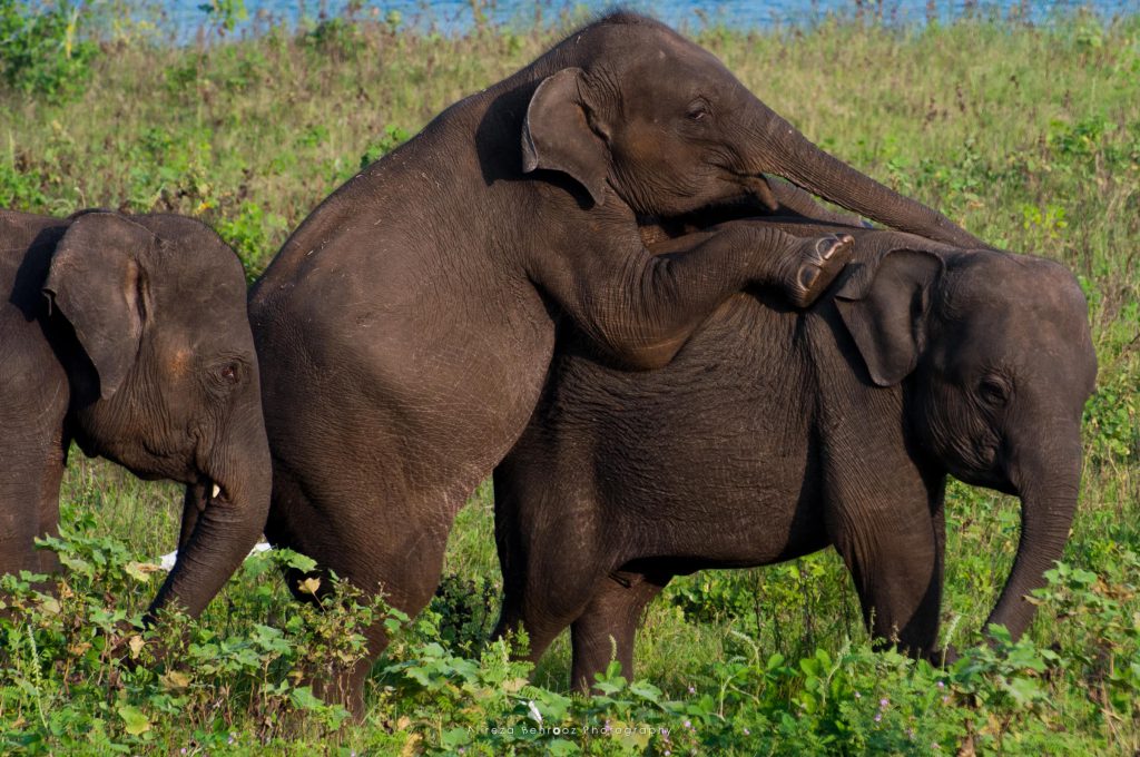 Young elephants playing