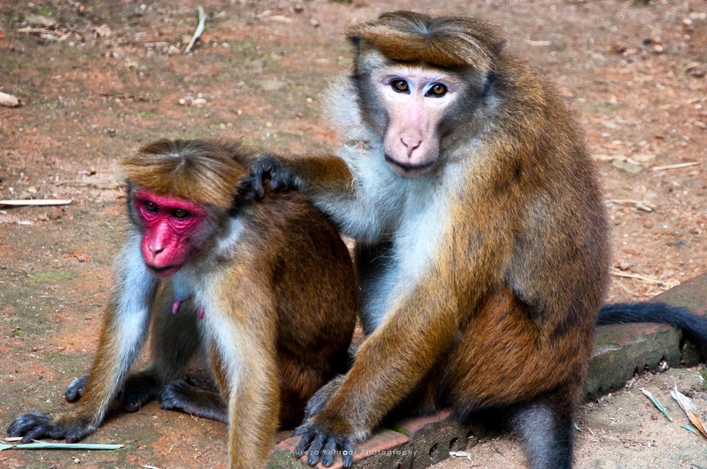 Red-faced macaque