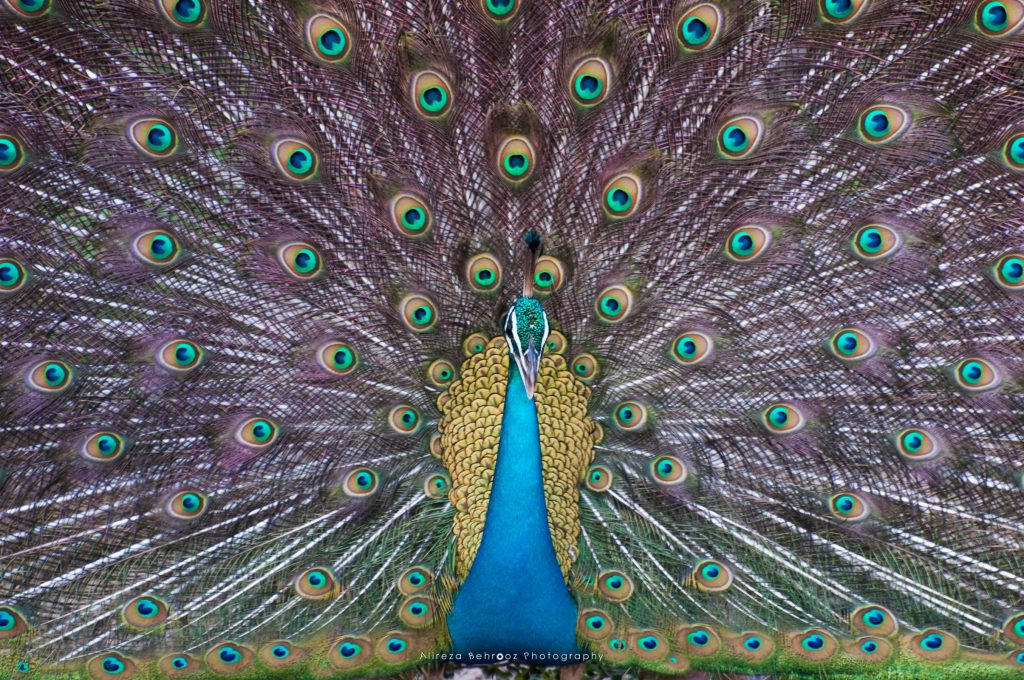 Indian Peafowl