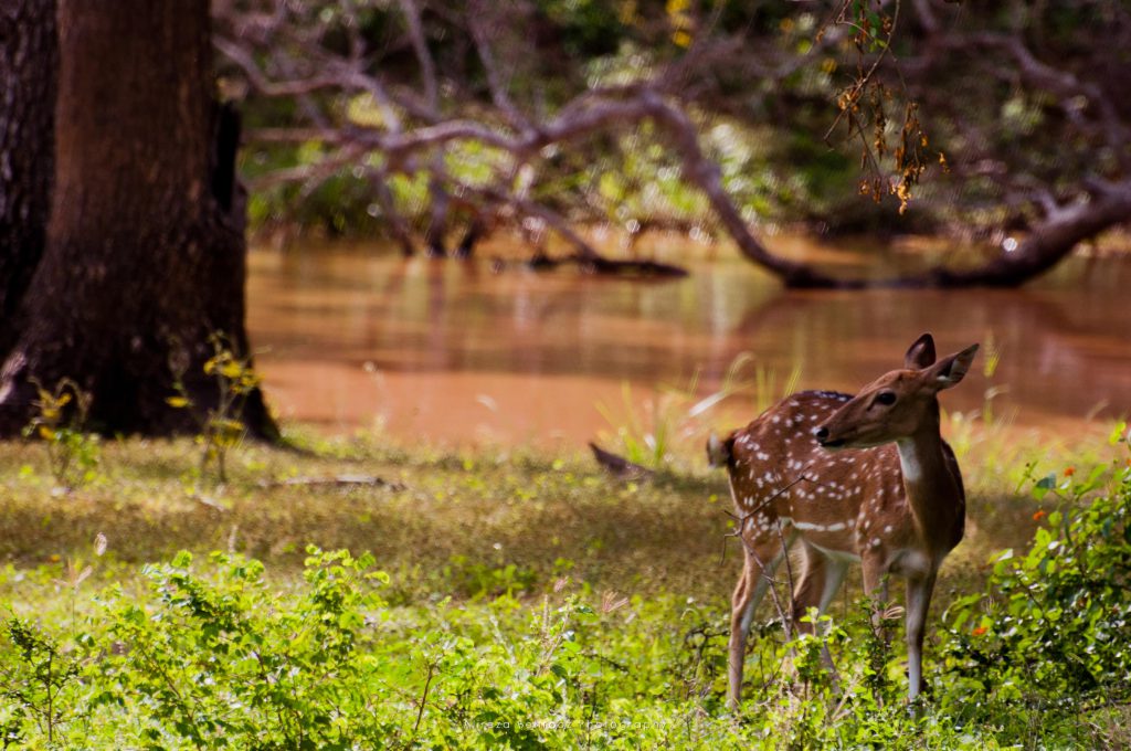 Spotted Chital Deer