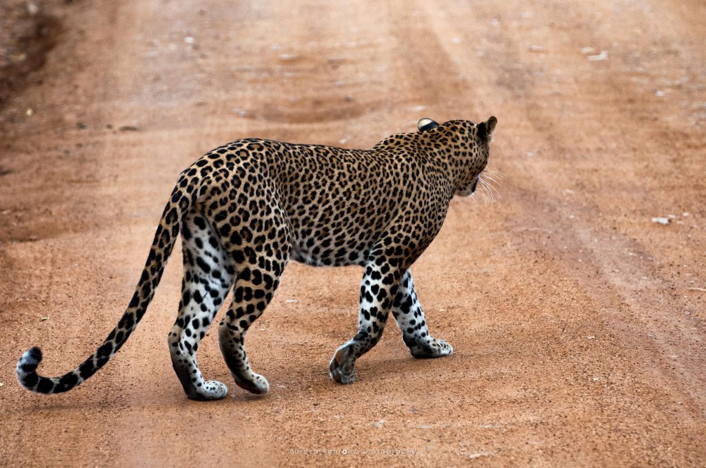 Sri Lankan Leopard