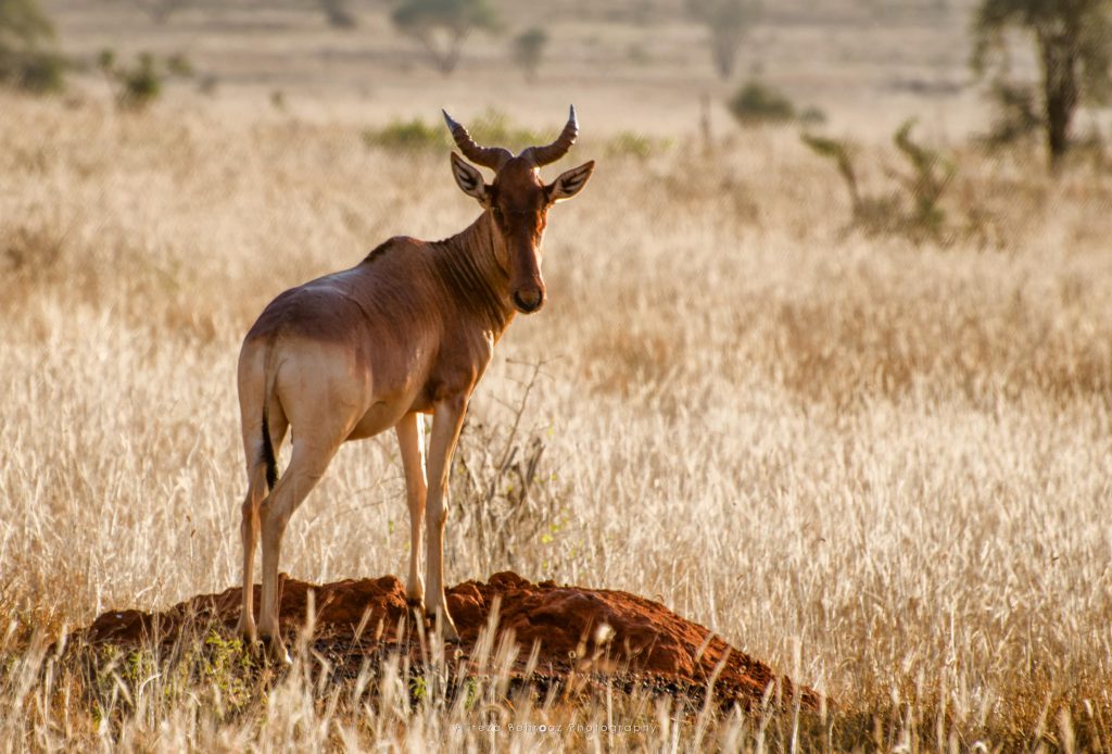 Hartebeest!