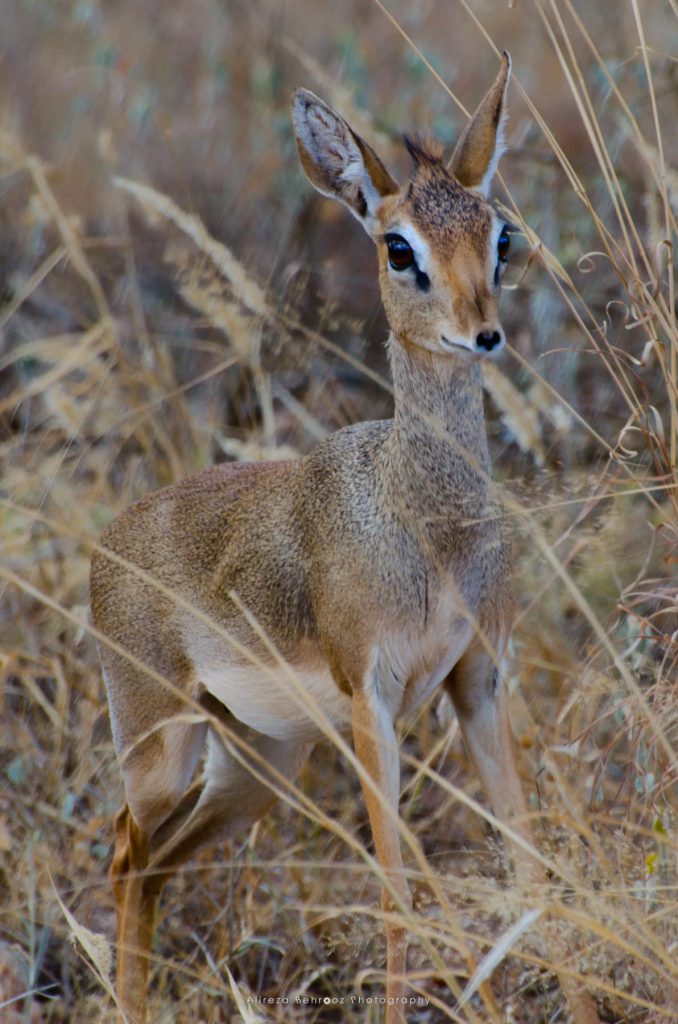 Dik dik