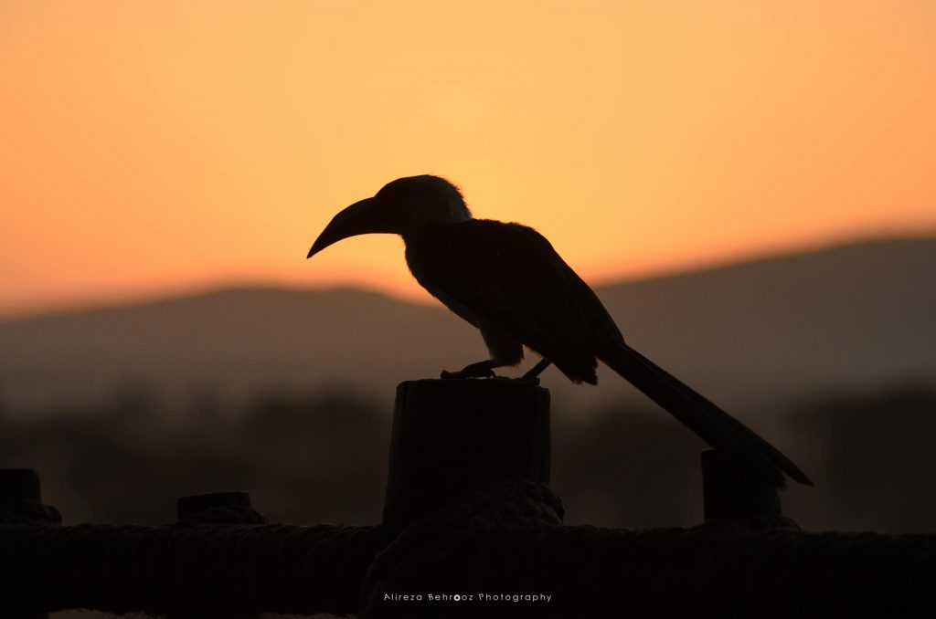 Hornbill