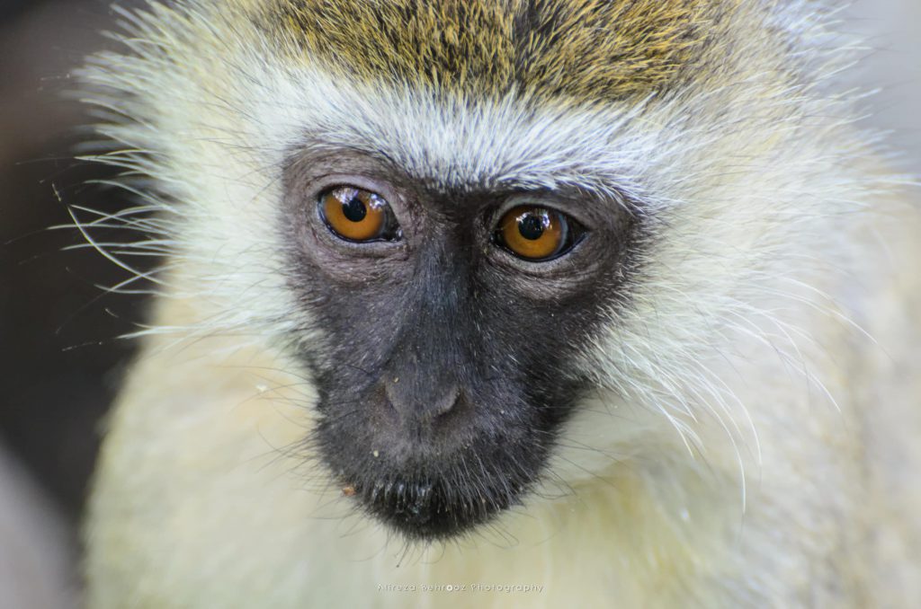 Vervet Monkey