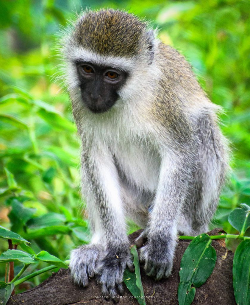 Vervet Monkey II