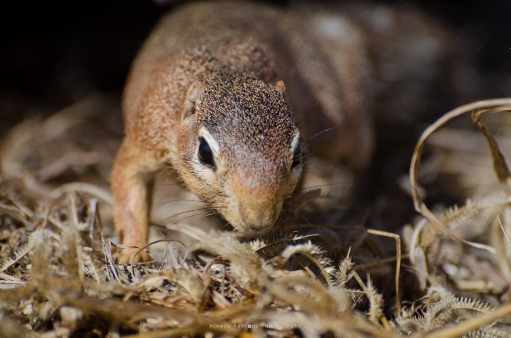 Ground Squirrel