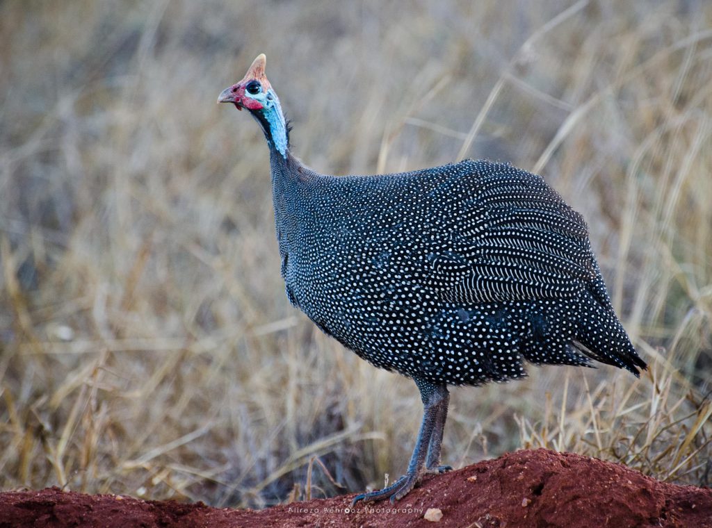 Helmeted Guineafowl