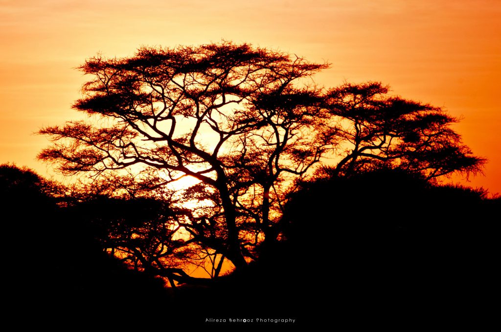 Acacia tree