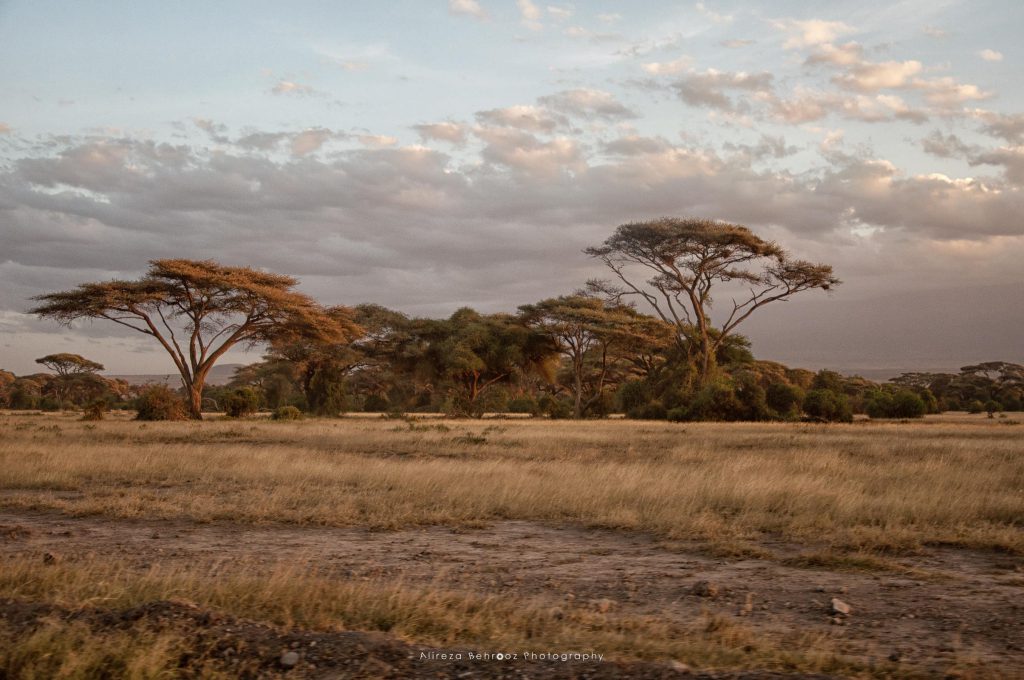 Amboseli landscape