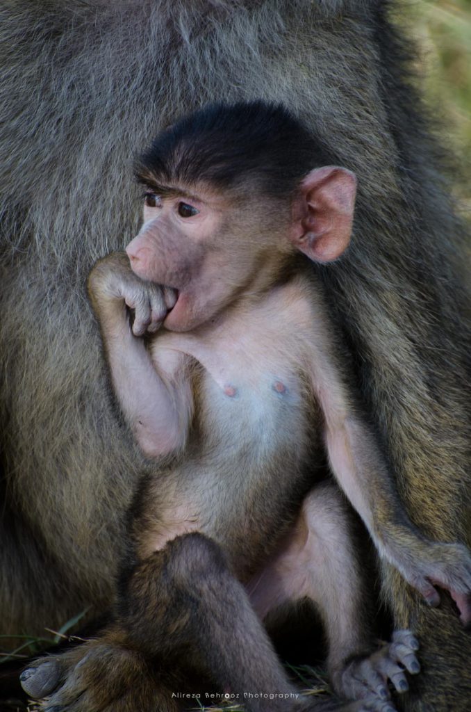 Baby baboon!