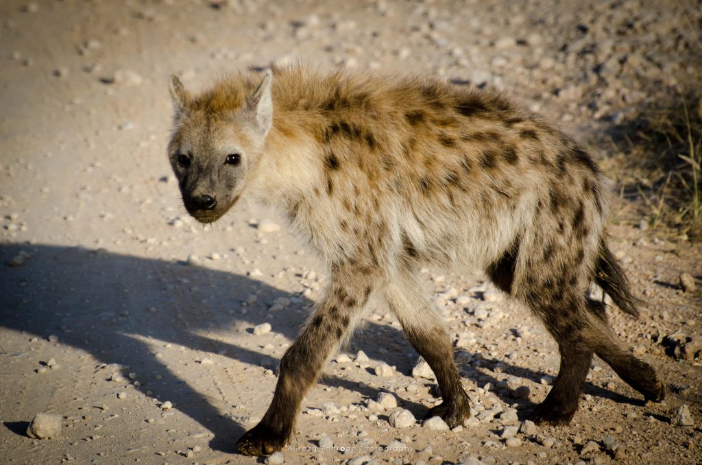 Hyena