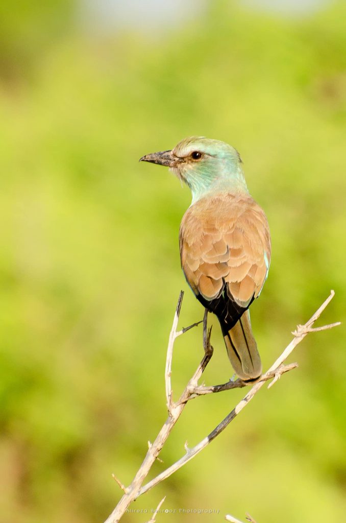 Lilac-breasted Roller