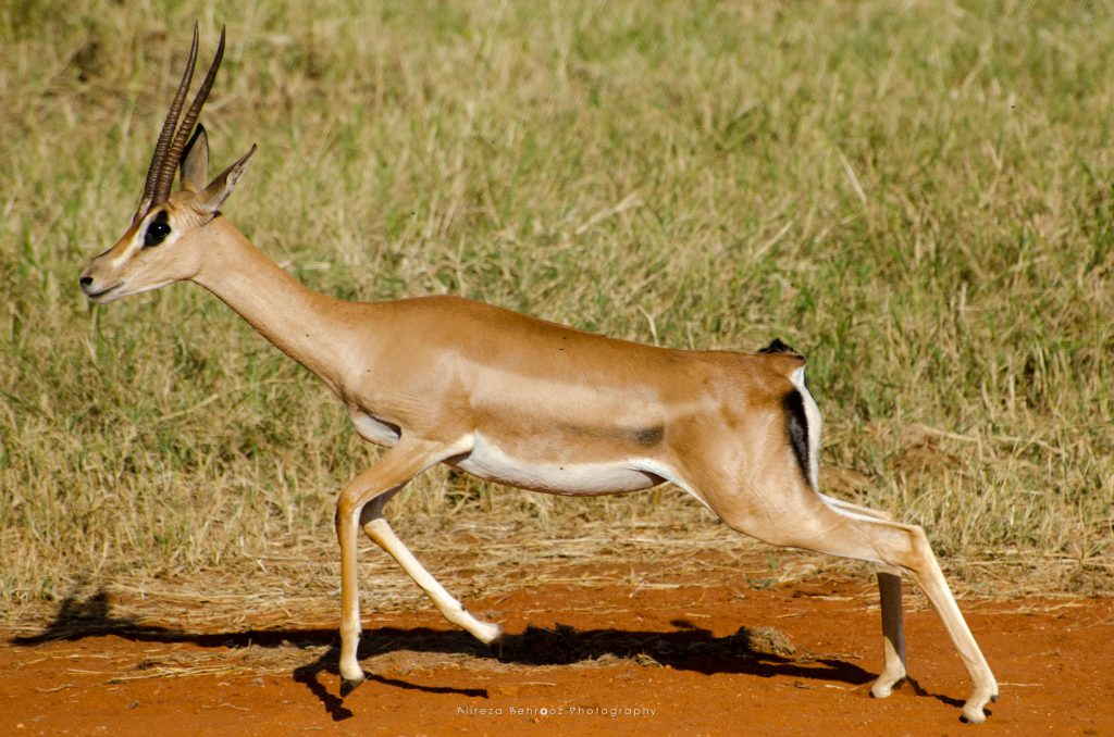 Thomson's Gazelle