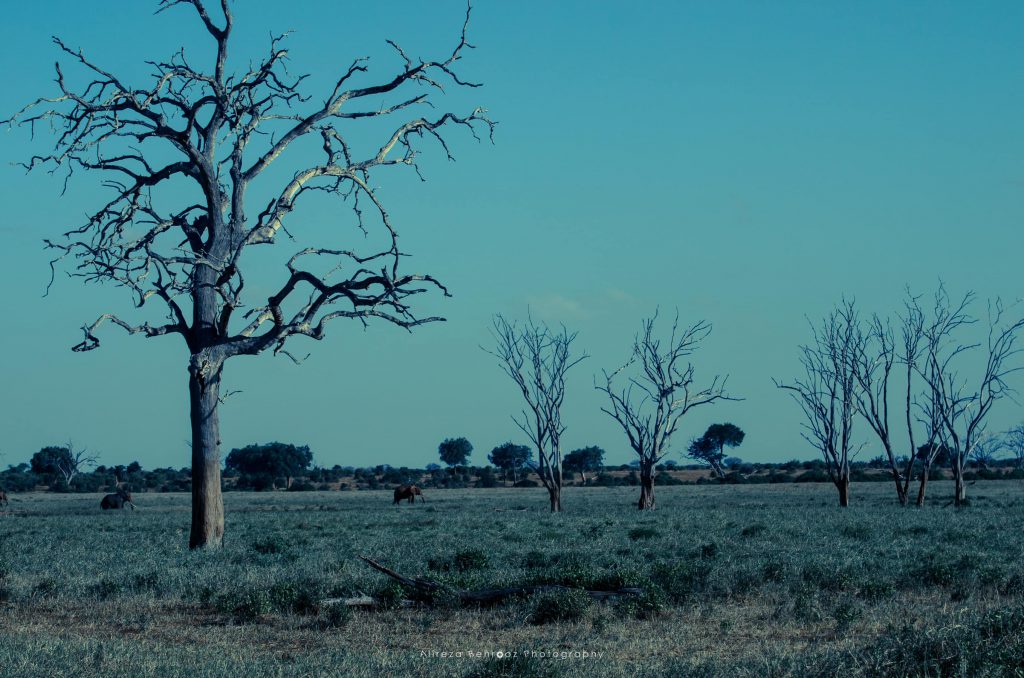 Tsavo East