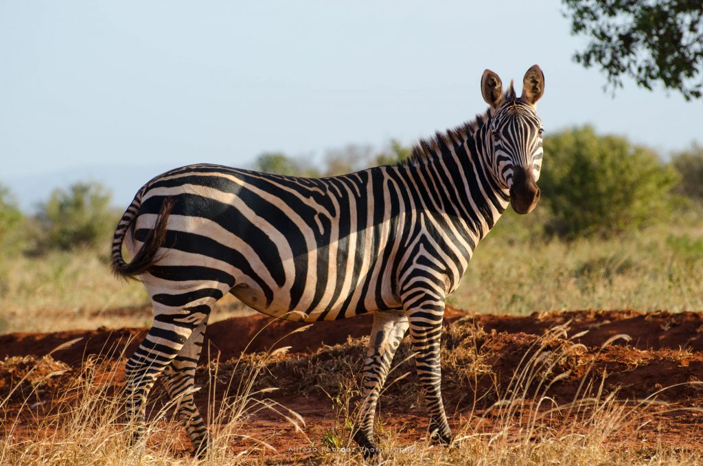 Zebra Pose!