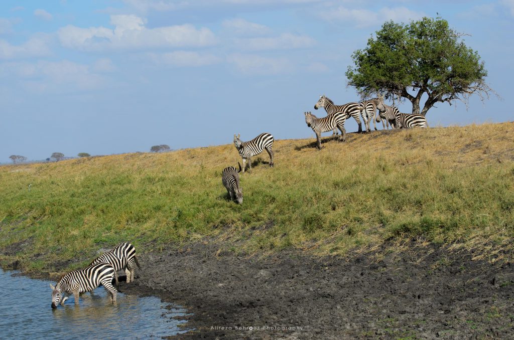 African zebra!