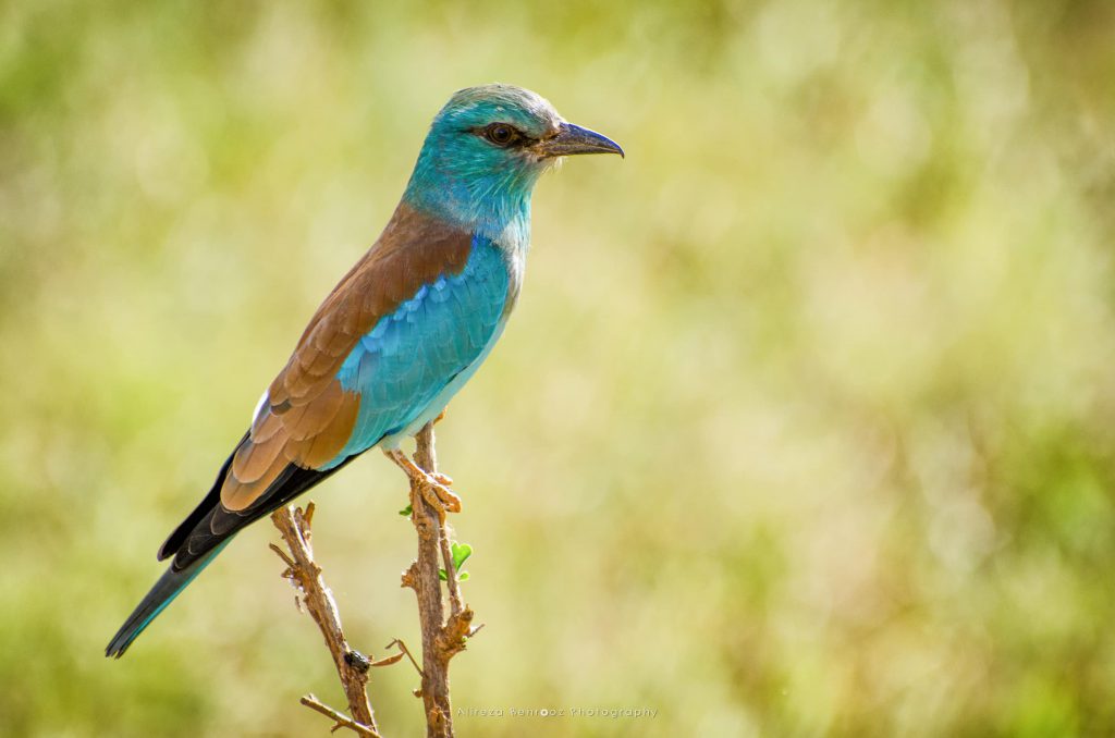 Lilac-breasted Roller