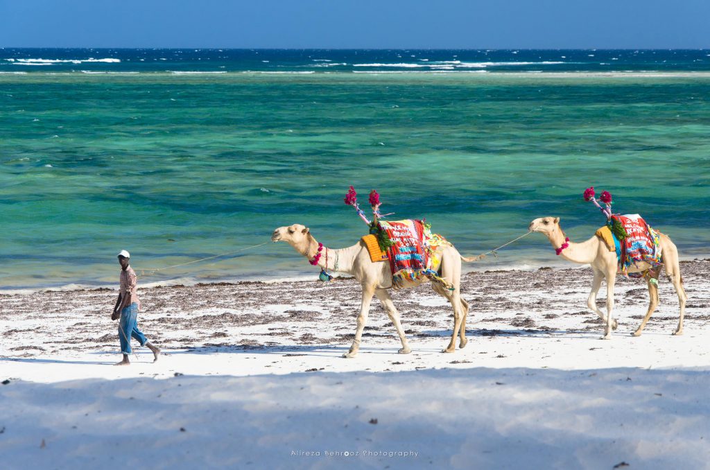 Beach camels!