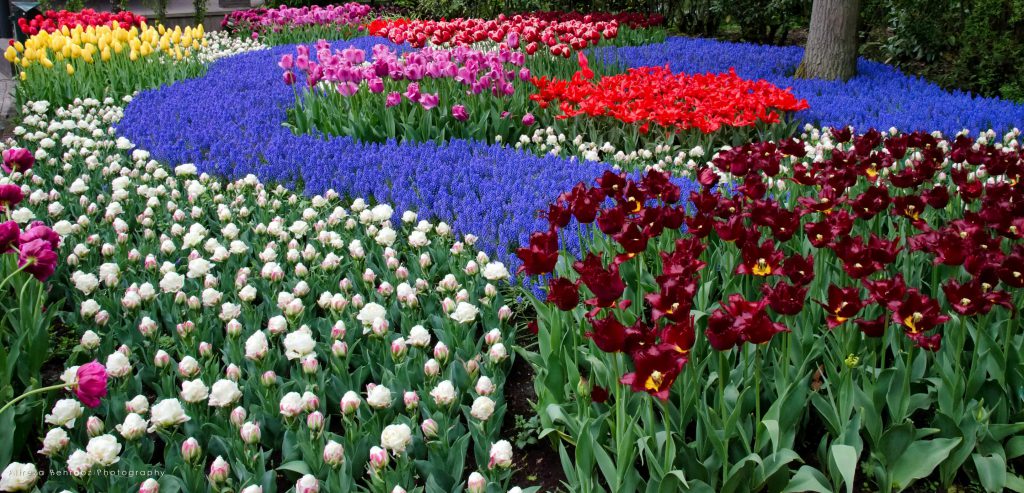 Keukenhof