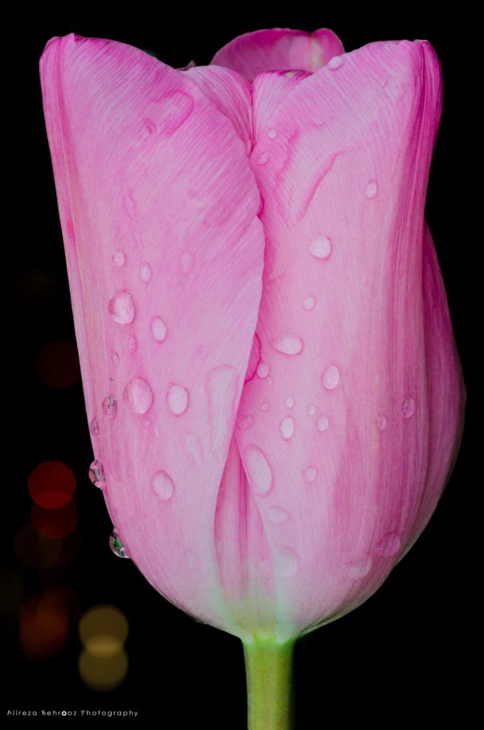 My last tulip photo ;)