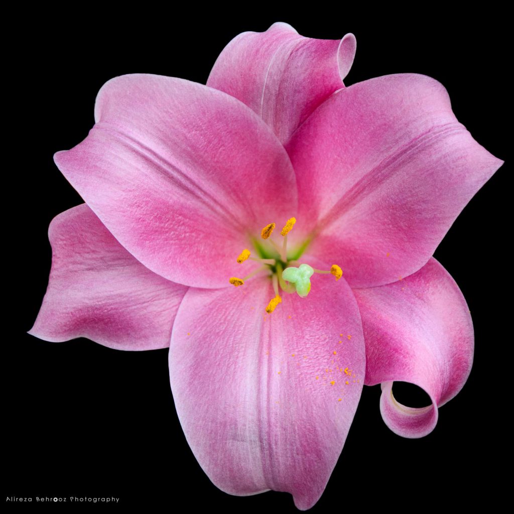 Pink lily II
