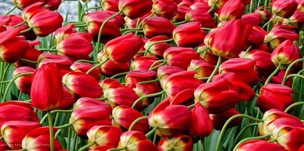 Red Tulips