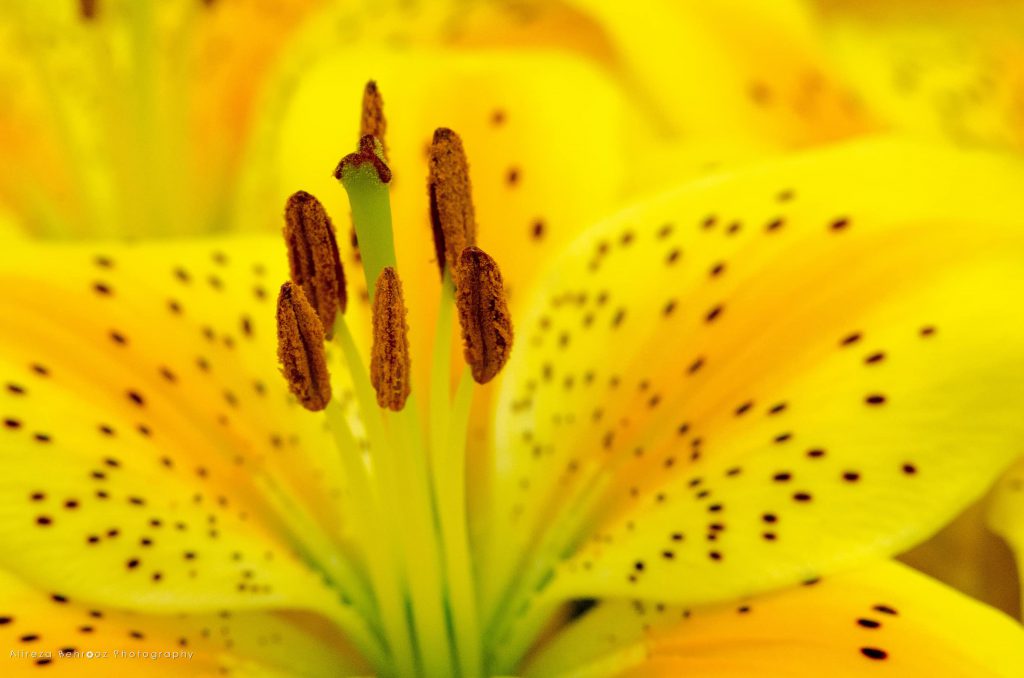 Yellow Lily