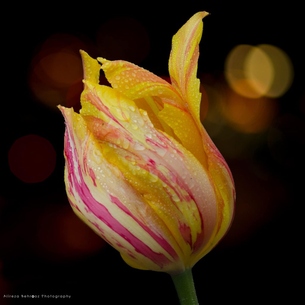 Estella Rijnveld tulip