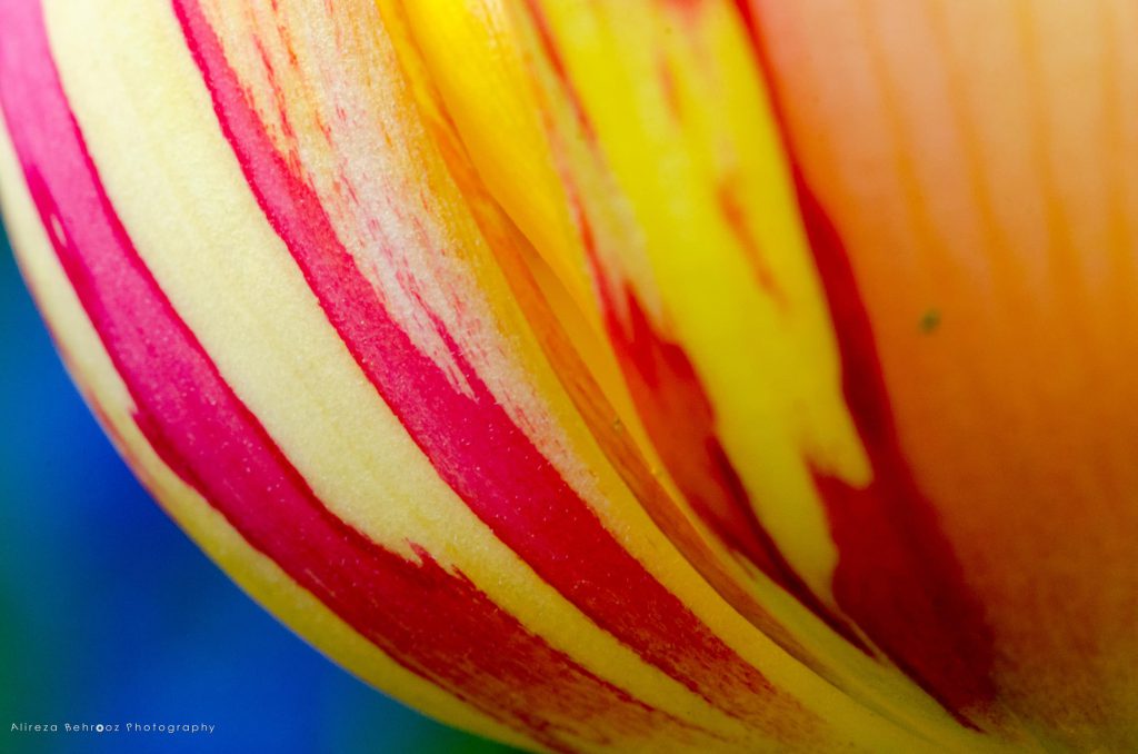 Perrot Tulip Close Up