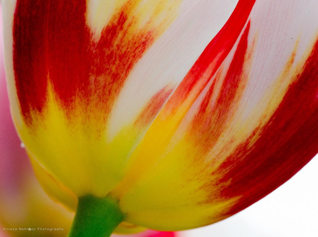 Tulip