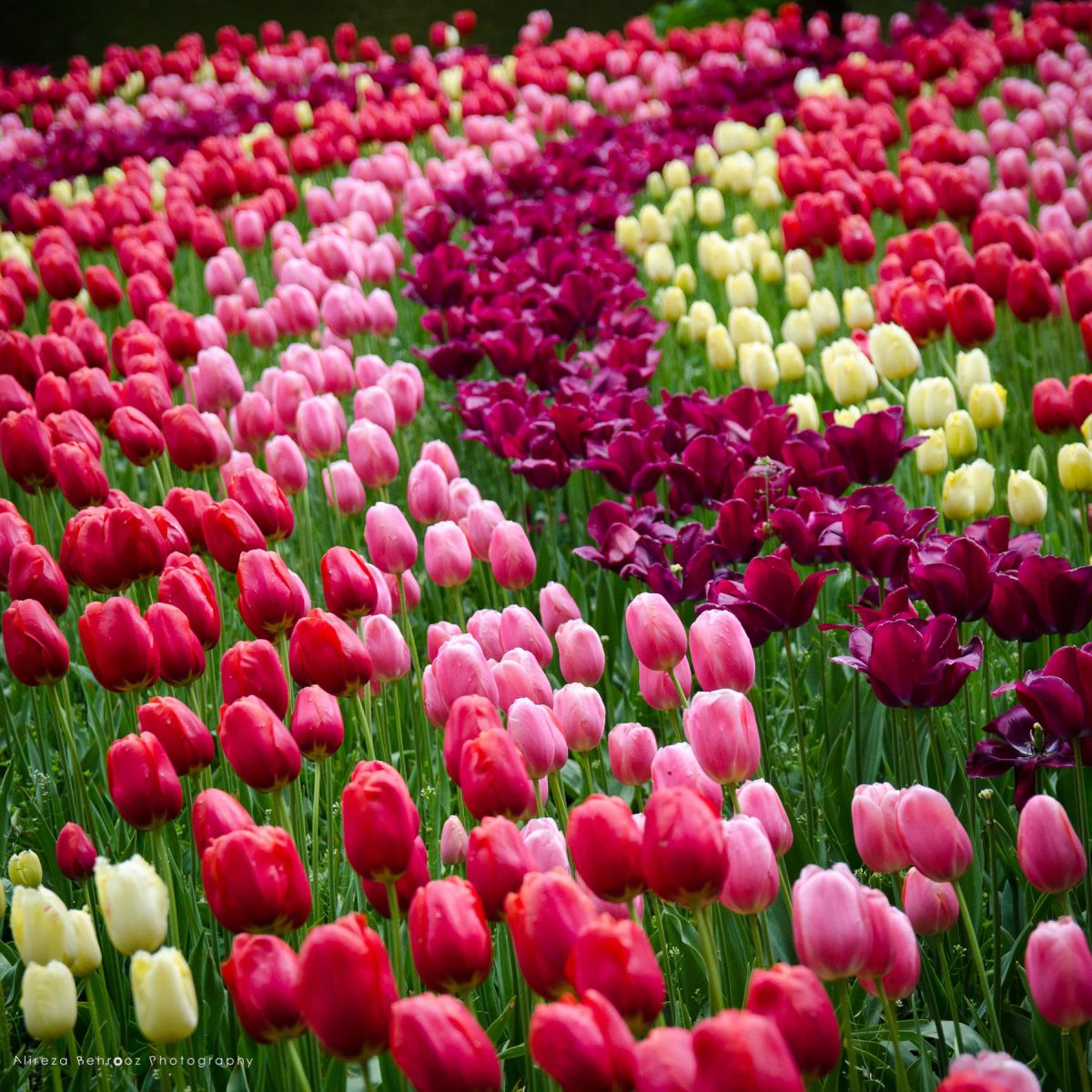 Tulip Wave