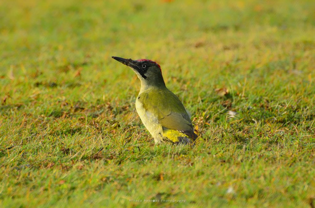 Eurasian Green Woodpecker