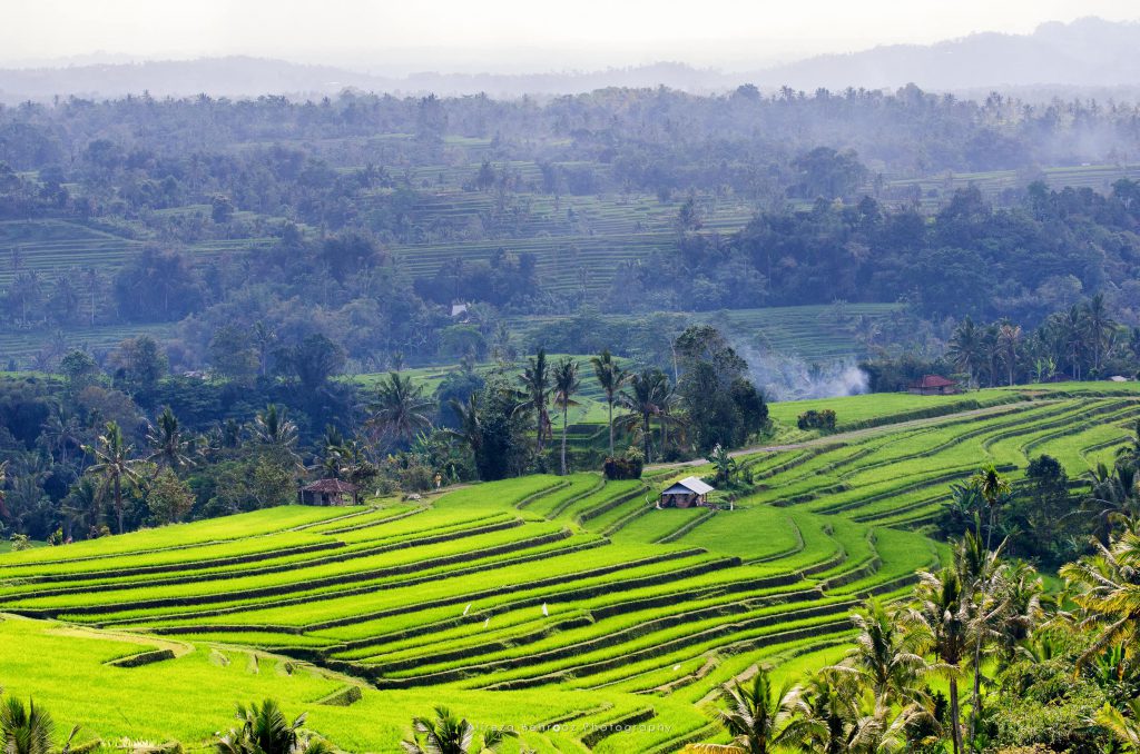 Jatiluwih Rice Fields I