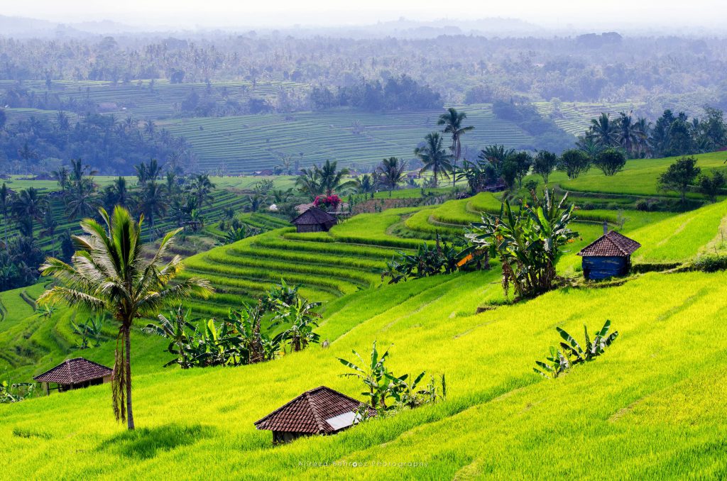 Jatiluwih Rice Fields II