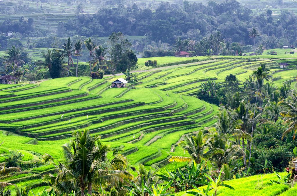 Jatiluwih Rice Fields III