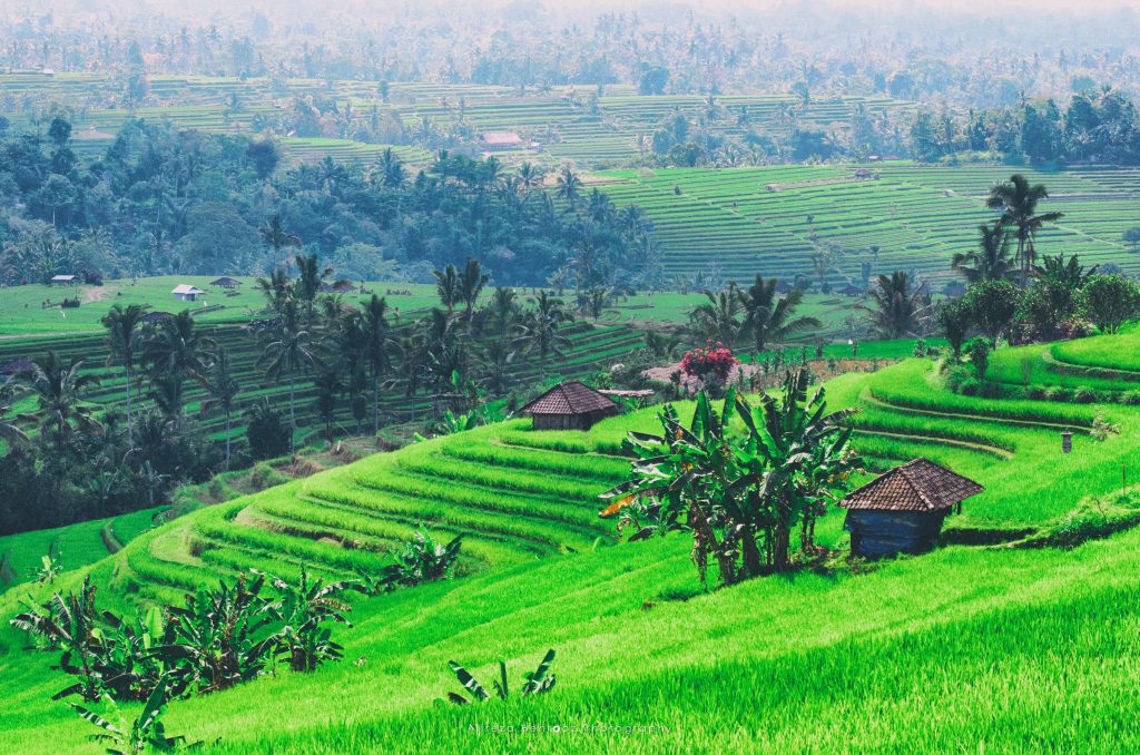 Jatiluwih Rice Fields IV