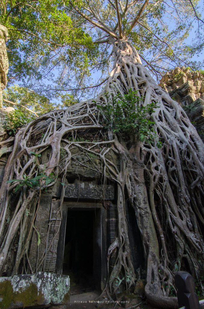 Forests reclaim the mysterious temple of Ta Prohm in Angkor