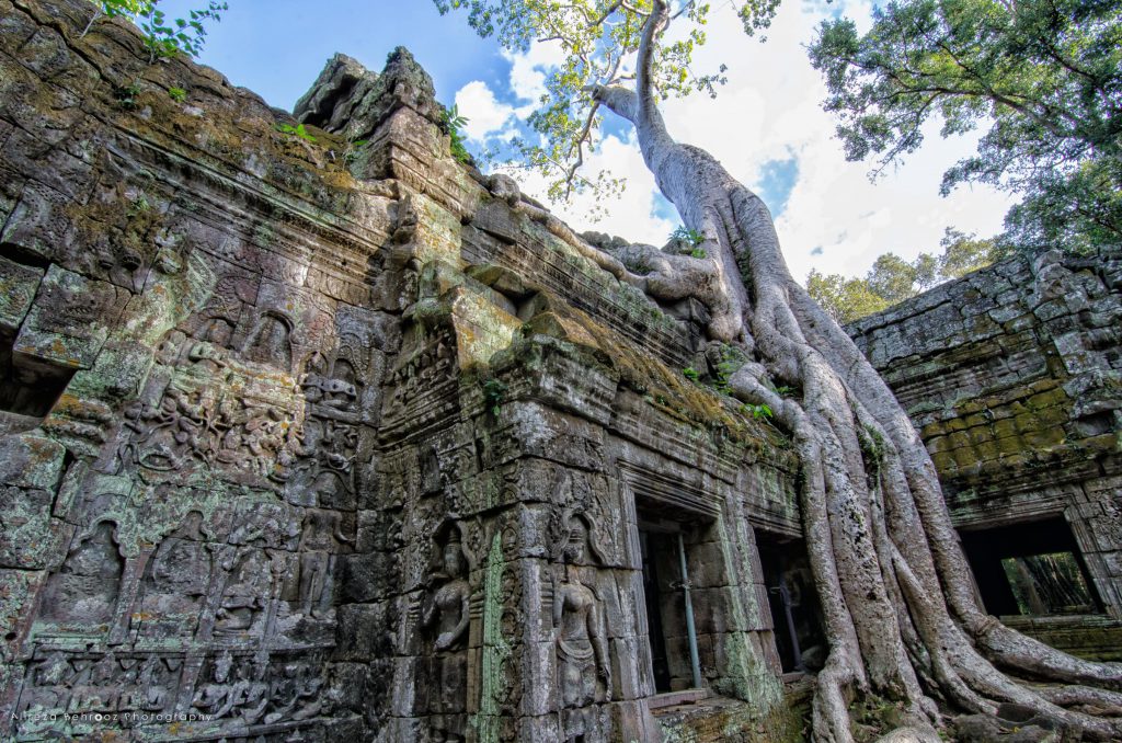 Tetrameles nudiflora tree in Ta Prohm