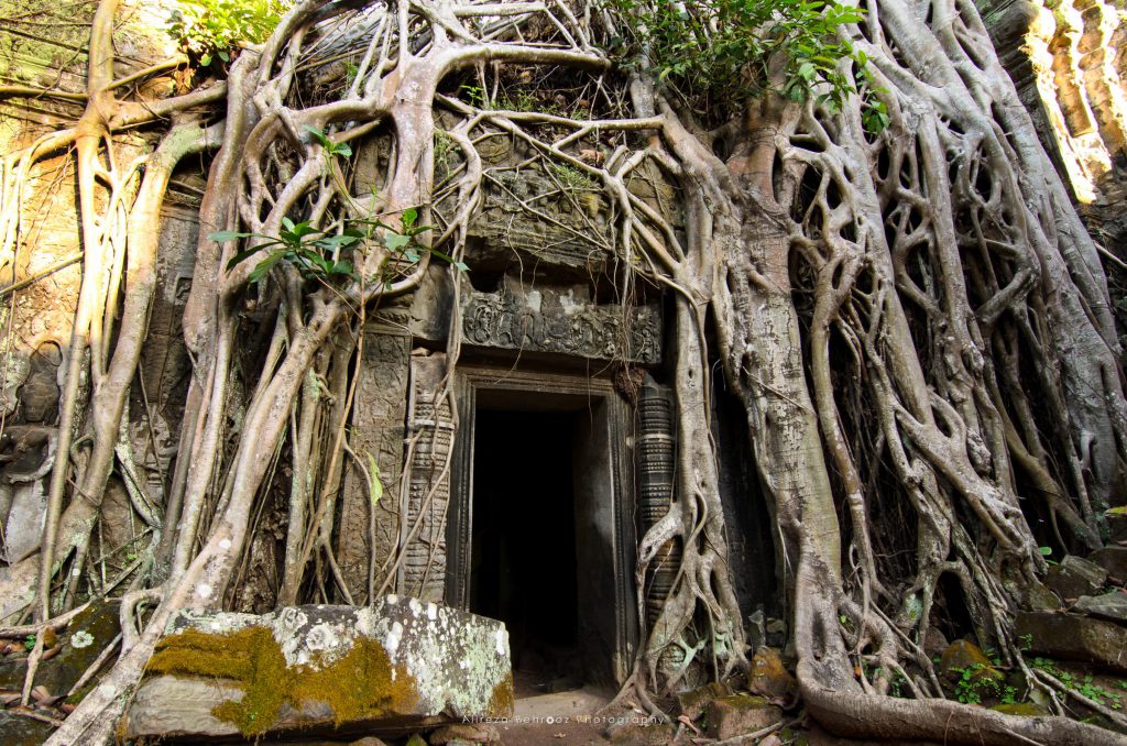 The exterior wall of Ta Prohm framed by the roots of trees