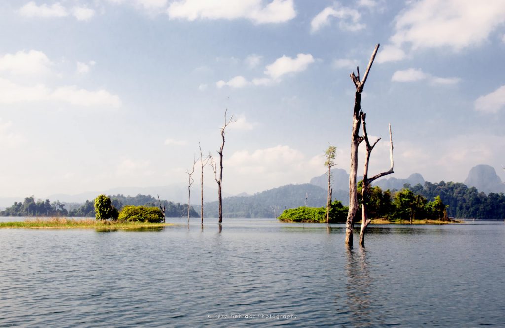 Dead threes, Khao Sok national park, Thailand