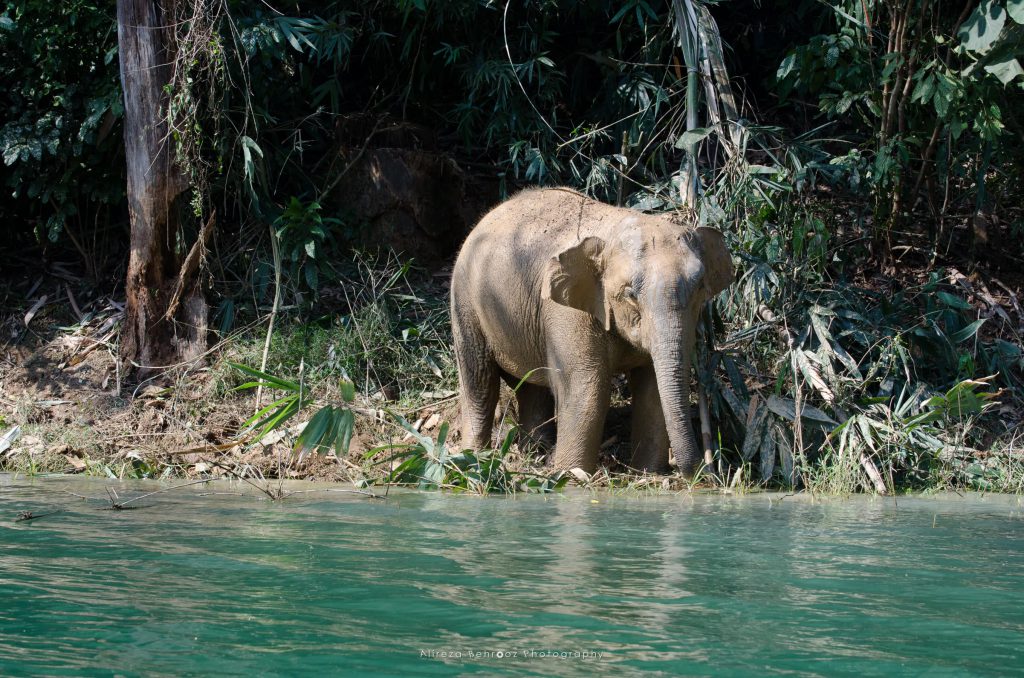 Baby elephant, Khao Sok national park, Thailand