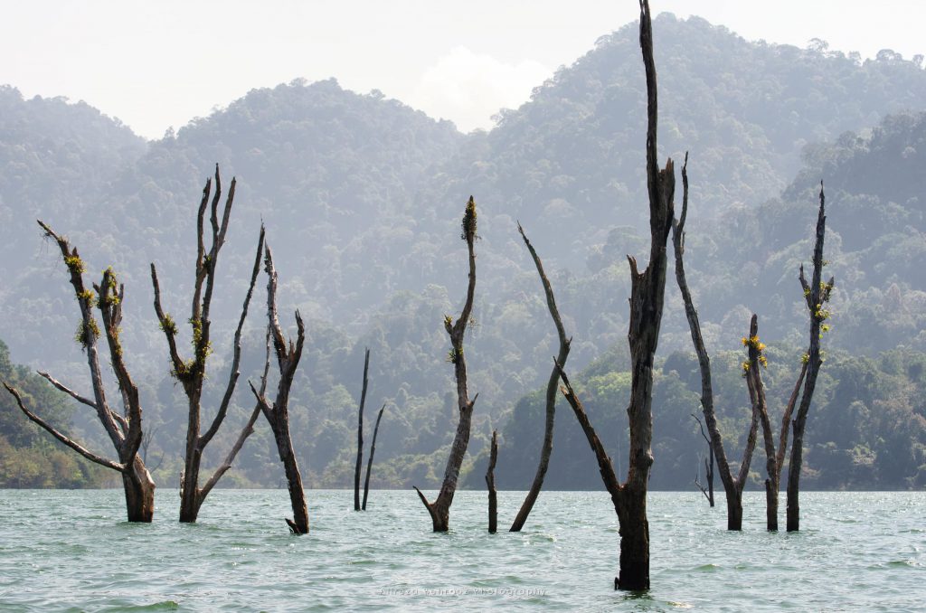 Dead trees, Khao Sok national park, Thailand