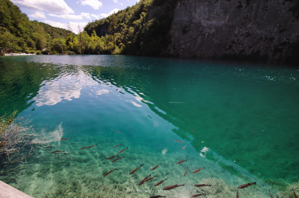 Fish in the crystal-clear water of Plitvice Lakes, Croatia