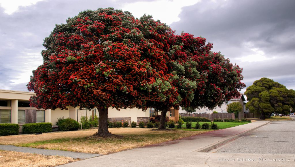 Beautiful Trees in Treasure island, San Francisco