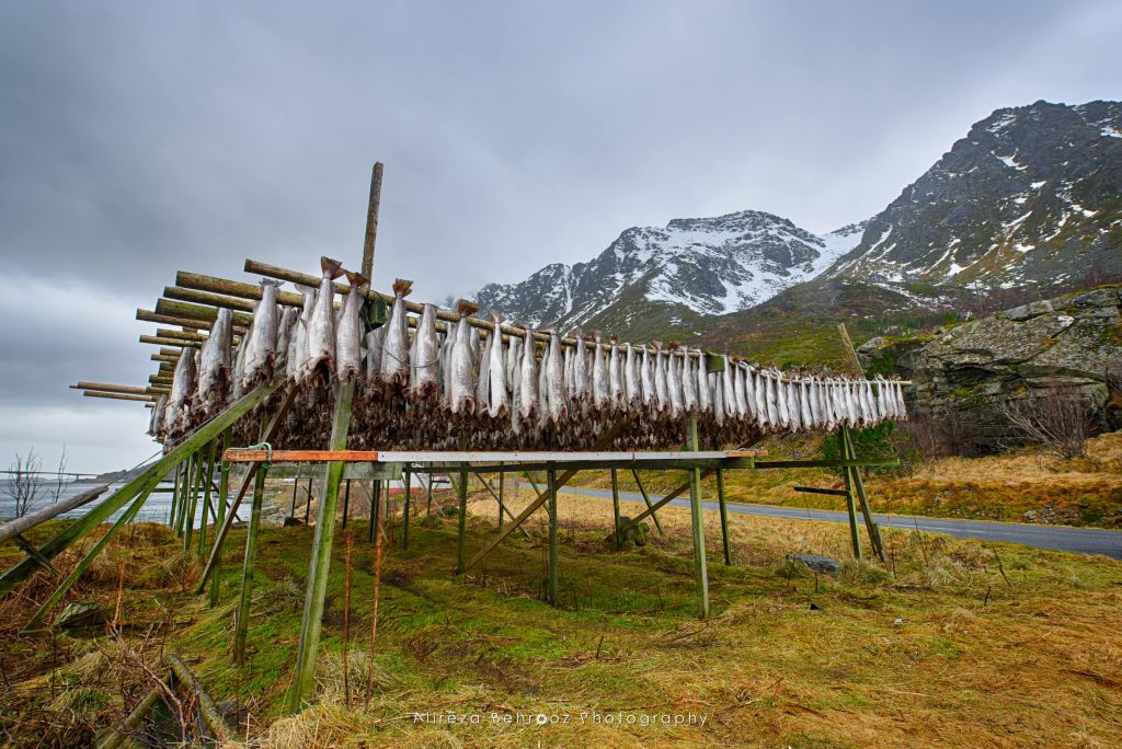 Cod stockfish, Lofoten