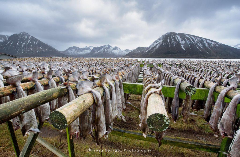 Racks of dry stockfish in Gismøy, Lofoten